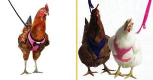 Image with missing alt attribute found on topito.com