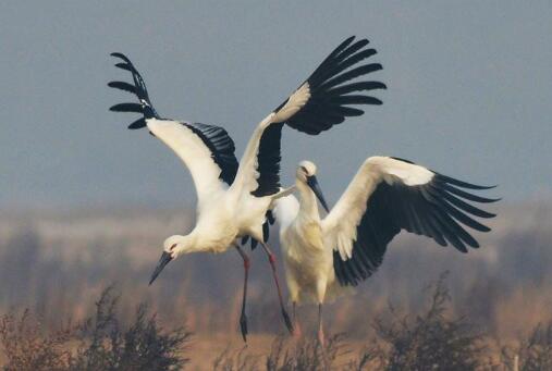 Image with missing alt attribute found on qingdaonews.com