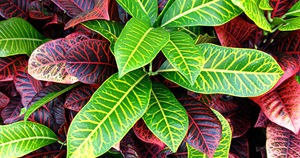 15 Best Tropical Plants That Are Easy To Grow Indoors