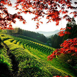 Image with missing alt attribute found on travel.ru