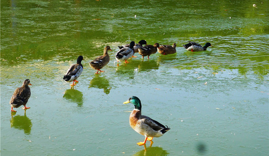 Image with missing alt attribute found on jstv.com