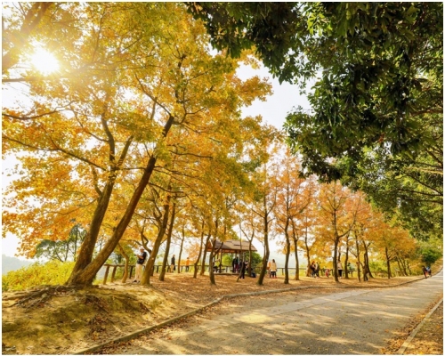 陽光下招搖著金燦燦 大棠楓葉黃轉紅