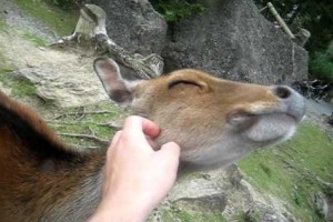 Such a friendly deer. Even Snow White would be jealous