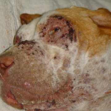 No hay casos aut&oacute;ctonos de Leishmaniasis, en el Uruguay afirm&oacute; el M&eacute;dico Veterinario, Juan Brum.