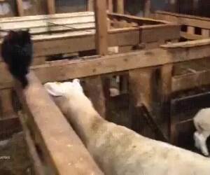 Image with missing alt attribute found on dailyhaha.com