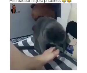 Image with missing alt attribute found on dailyhaha.com