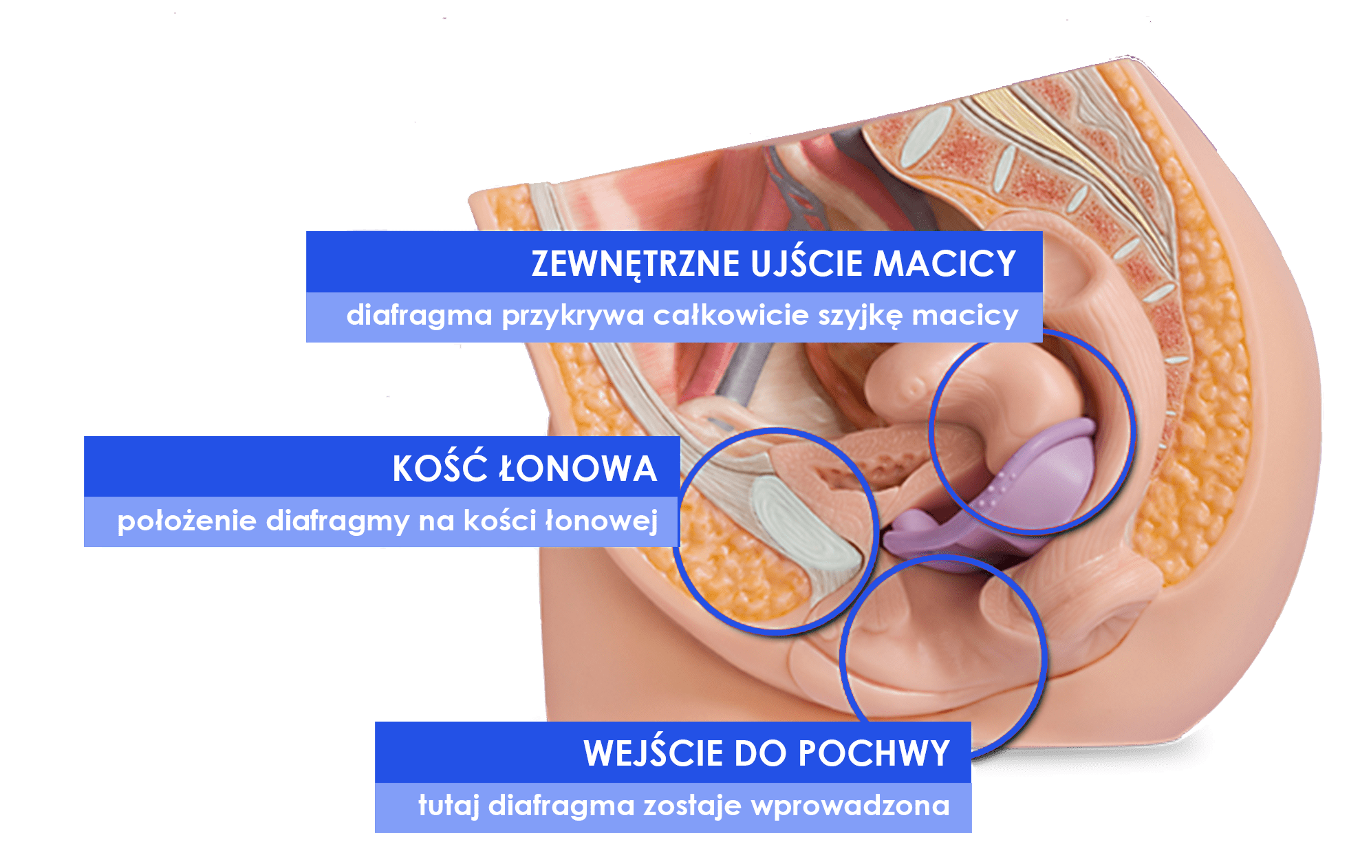 Image with missing alt attribute found on diafragma-caya.pl