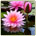 Image with missing alt attribute found on infojardin.com