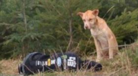 Image with missing alt attribute found on letribunaldunet.fr