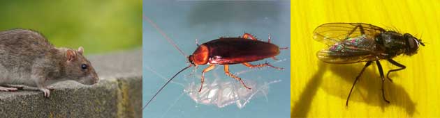 Image with missing alt attribute found on raptus.it