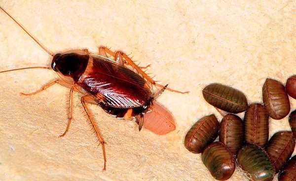 Image with missing alt attribute found on raptus.it