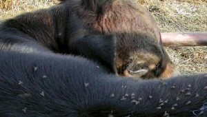 Image with missing alt attribute found on raptus.it