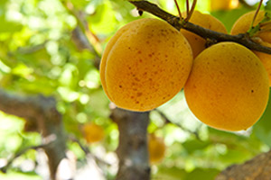 Image with missing alt attribute found on transcosatal.fr