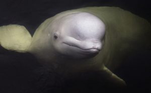 Image with missing alt attribute found on care2.com