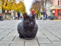 Image with missing alt attribute found on volynpost.com