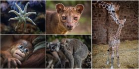 Image with missing alt attribute found on wrexham.com