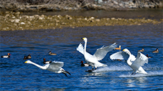 Image with missing alt attribute found on xinhuanet.com