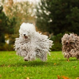 Most hilarious dog breeds - Puli
