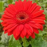 Boss Birthday Wishes