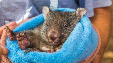 Image with missing alt attribute found on 24.hu