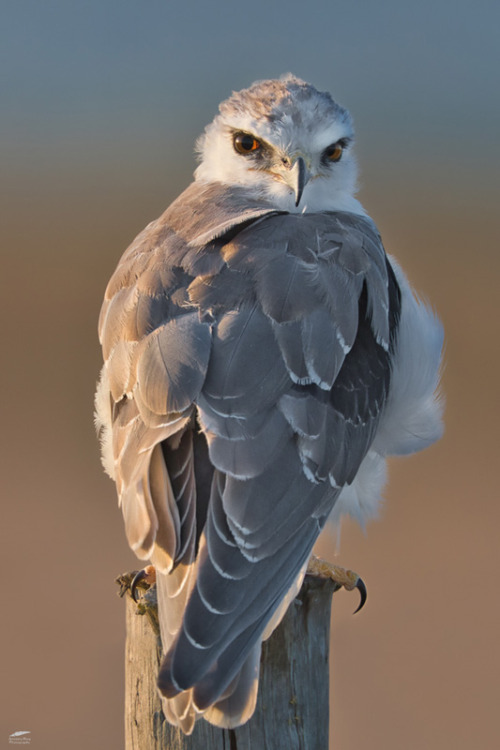 Image with missing alt attribute found on tumblr.com