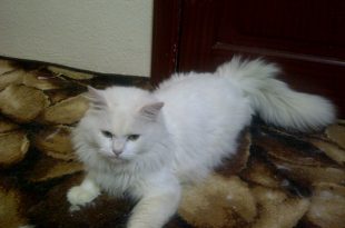 صورة قطط رومي , اجمل وارق قطط