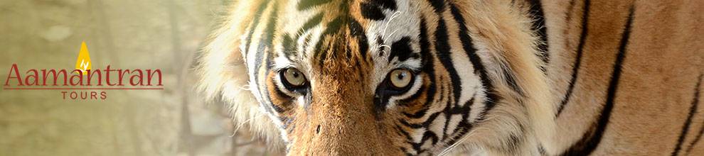 Image with missing alt attribute found on aamantrantours.com