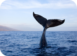 Image with missing alt attribute found on adgatemedia.net