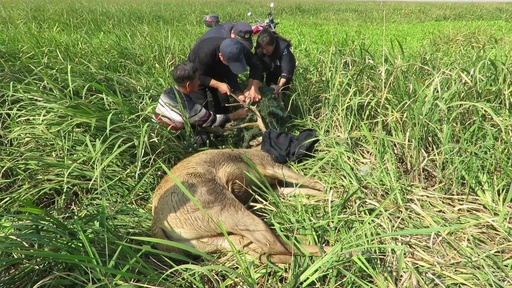 動画：頭に網のからまったシフゾウを救護 中国ハ陽湖自然保護区