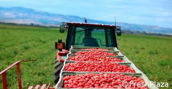 Image with missing alt attribute found on freshplaza.it