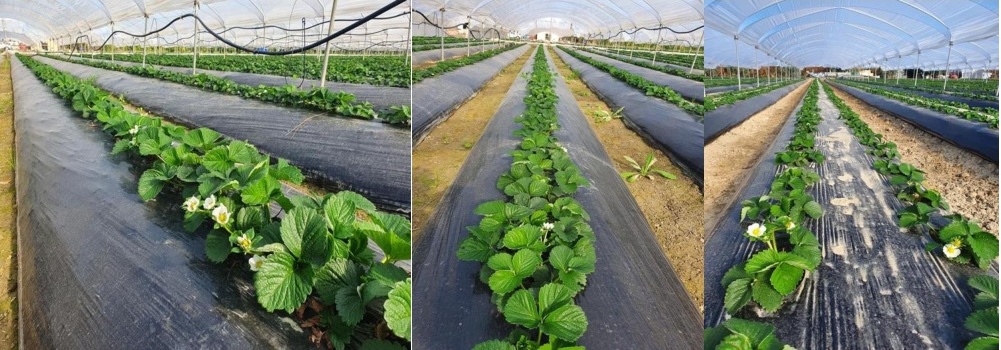 Image with missing alt attribute found on freshplaza.it