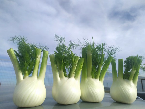 Image with missing alt attribute found on freshplaza.it