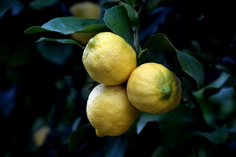 Image with missing alt attribute found on freshplaza.it