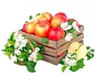 Image with missing alt attribute found on agro-market.net