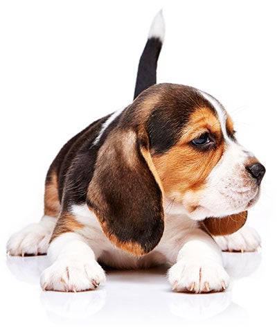 Image with missing alt attribute found on akc.org