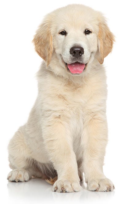 Image with missing alt attribute found on akc.org