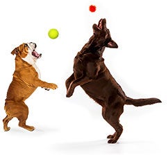 Image with missing alt attribute found on akc.org