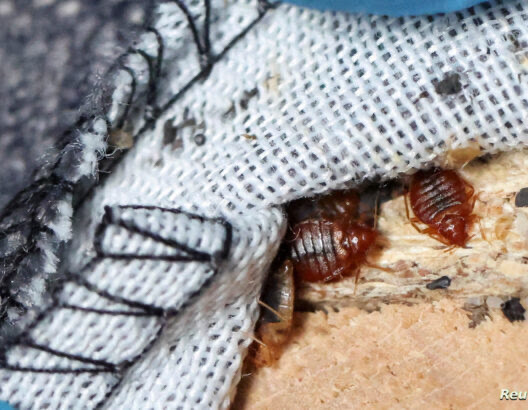 Image with missing alt attribute found on al3omk.com