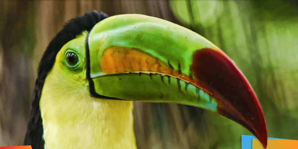 Image with missing alt attribute found on ambergriscaye.com