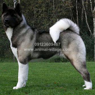 american-akita