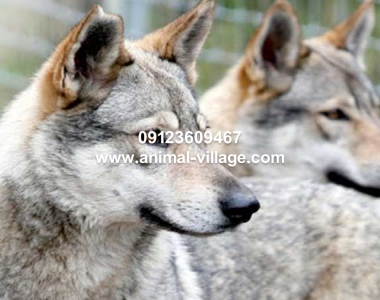 Image with missing alt attribute found on animal-village.com