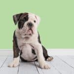 Mini english bulldog in a living room setting with a mint green wall background