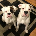Get to Know the White Boxer and What Makes It Special
