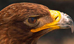 Image with missing alt attribute found on anipedia.net