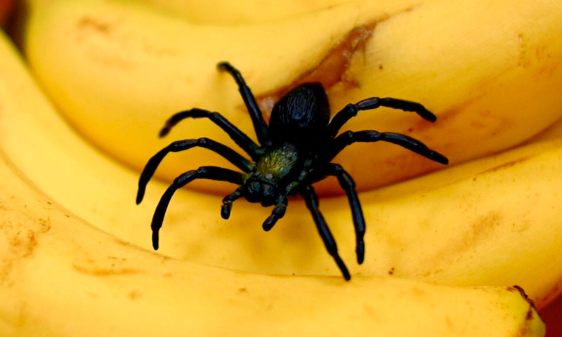 Image with missing alt attribute found on anipedia.net