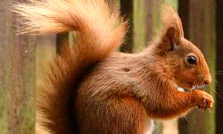 Image with missing alt attribute found on anipedia.net