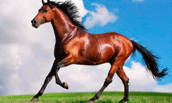 Image with missing alt attribute found on anipedia.net