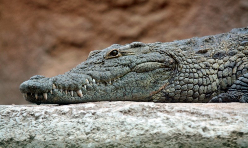 Image with missing alt attribute found on anipedia.net