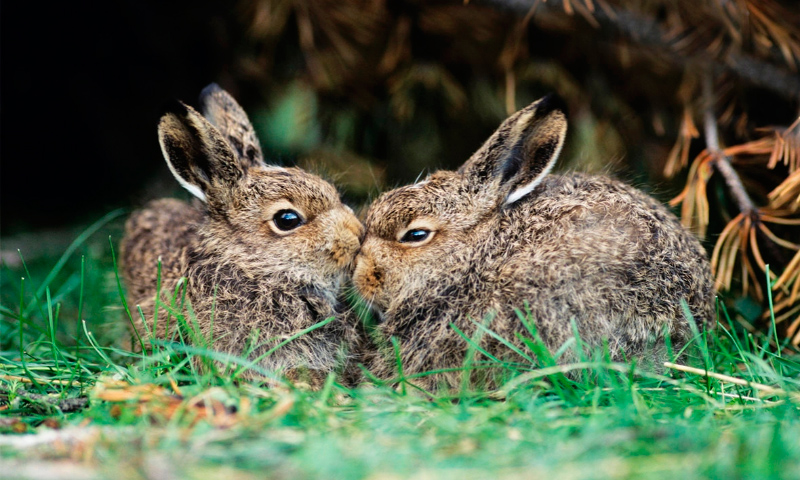 Image with missing alt attribute found on anipedia.net