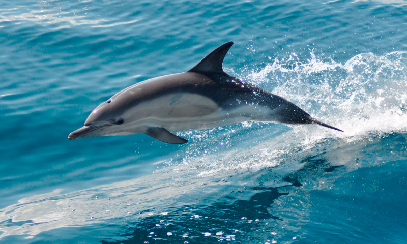 Image with missing alt attribute found on anipedia.net